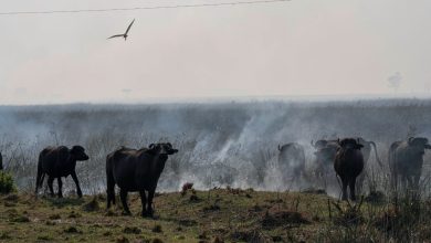 Incendios en el litoral