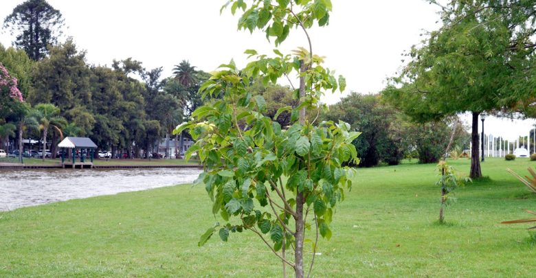 Árboles nativos para promover un ambiente más sustentable