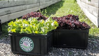 Huerta agroecológica de Ingeniero Maschwitz