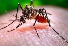Mosquito Aedes Aegypti