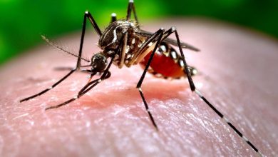 Mosquito Aedes Aegypti