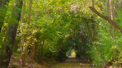 Reserva Ecológica que San Fernando y la UNLU