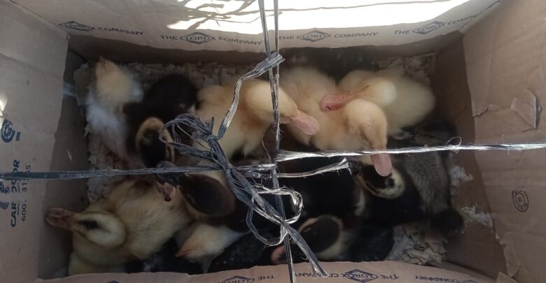 La Municipalidad de Escobar rescató patos y pollitos