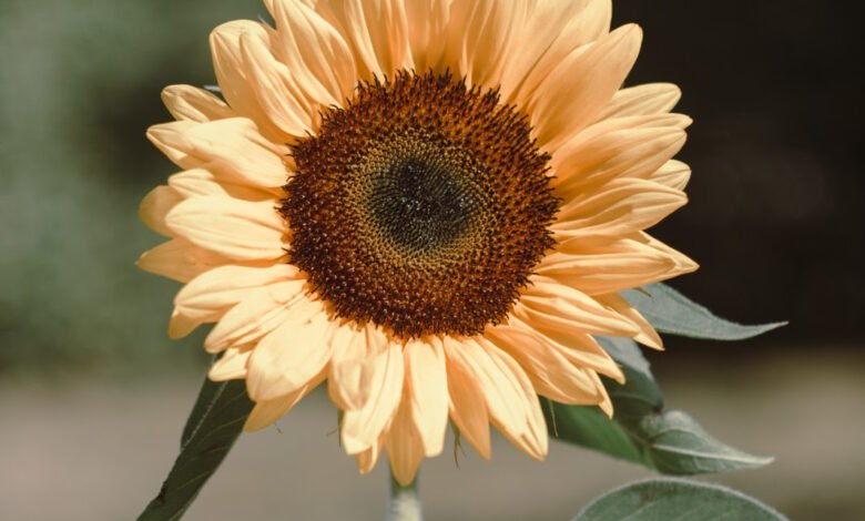 Fiesta Nacional de la Flor