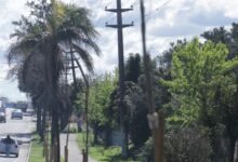 Plantan más de 1400 nuevos árboles en San Miguel