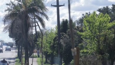 Plantan más de 1400 nuevos árboles en San Miguel