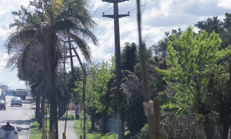 Plantan más de 1400 nuevos árboles en San Miguel