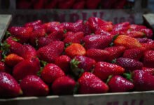 Fiesta de la Frutilla