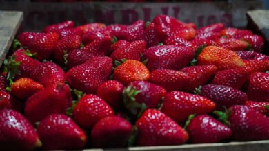 Fiesta de la Frutilla