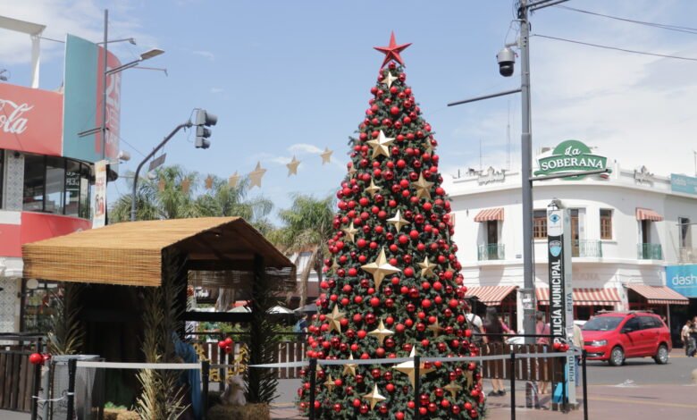 Arbol y pesebre en San Miguel