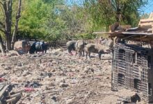 Rescataron 25 animales de un basural
