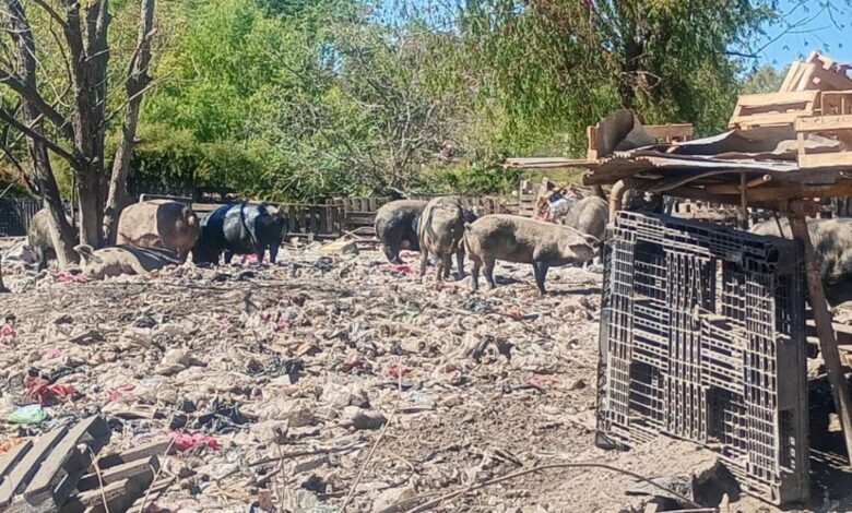 Rescataron 25 animales de un basural