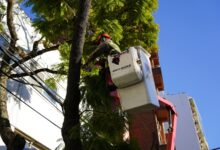 VL Plan de Poda 2026