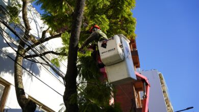 VL Plan de Poda 2026