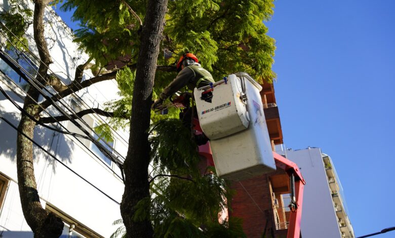 VL Plan de Poda 2026