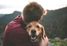 Las mascotas participan de nuestros viajes