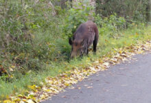 Jabalí cerca del Centro de Zoonosis