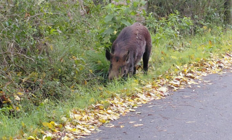 Jabalí cerca del Centro de Zoonosis