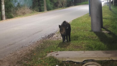 Jabalí cerca del Centro de Zoonosis