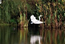Aves en la reserva
