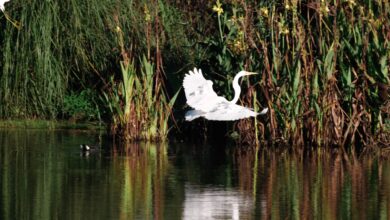 Aves en la reserva