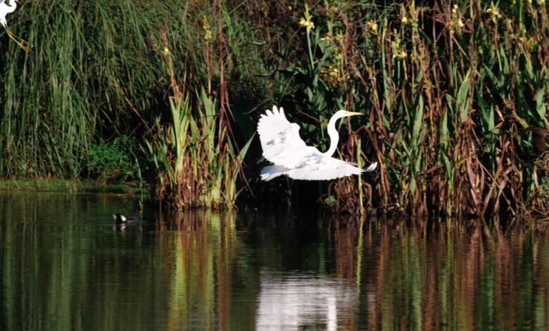 Aves en la reserva