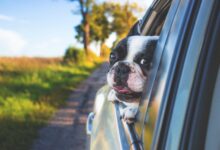 Viajar con tu mascota