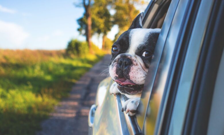 Viajar con tu mascota