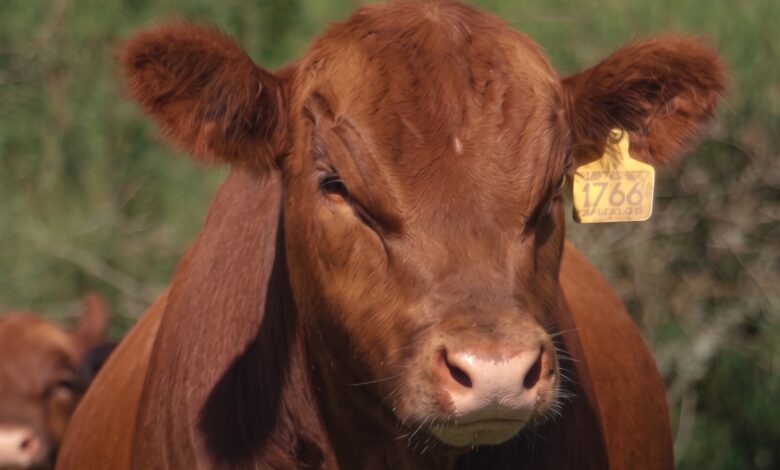 Vaca colorada